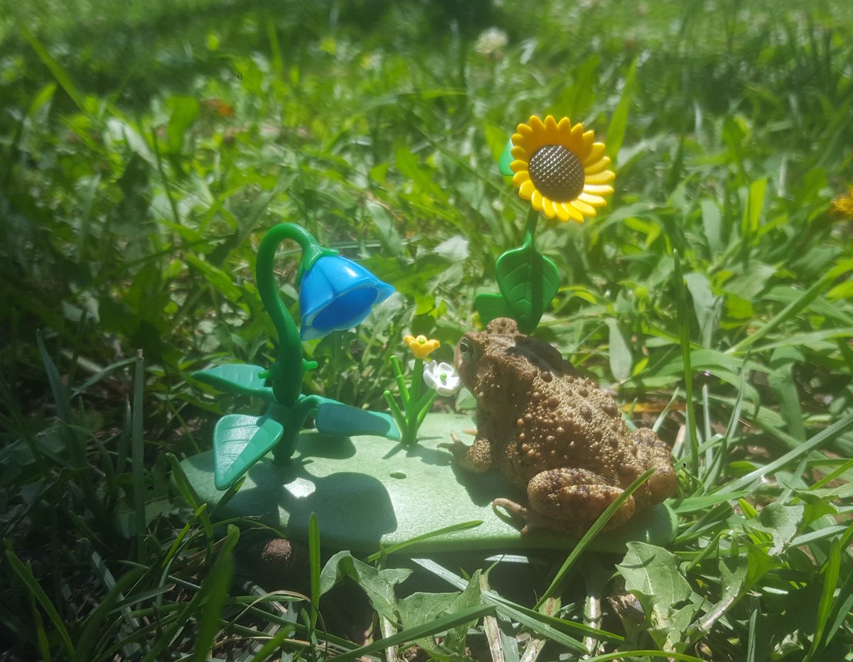ToadTarot's tweet photo. πΌπΊπΈMarco in bloom πΈπ»π₯
#toad #toads #americantoad #toadcore #flowers #playmobil #scenery #aesthetic #sunflower #frogs https://t.co/nMPEBw7ylv