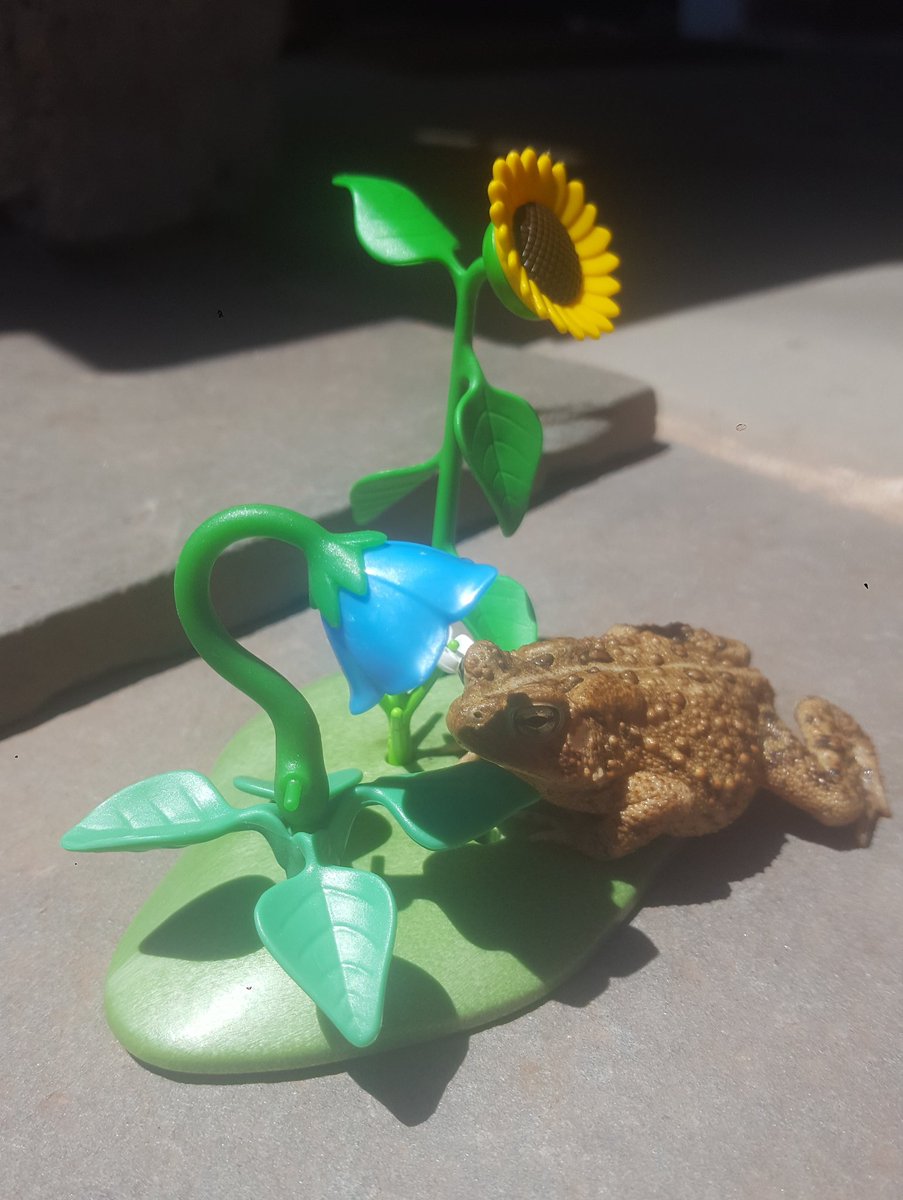 ToadTarot's tweet photo. πΌπΊπΈMarco in bloom πΈπ»π₯
#toad #toads #americantoad #toadcore #flowers #playmobil #scenery #aesthetic #sunflower #frogs https://t.co/nMPEBw7ylv