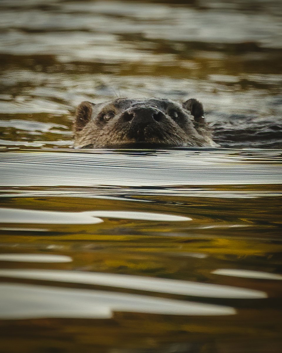 chrispomeroy_05's tweet photo. Waiting for sunset in the Brecon Beacons. Seen a floating log on the lake that seemed to move. Totally unexpected I have found an otter. Came within 2 meters of me at one point. @BreconBeaconsNP @BBCSpringwatch https://t.co/Rb6K0bWsSr