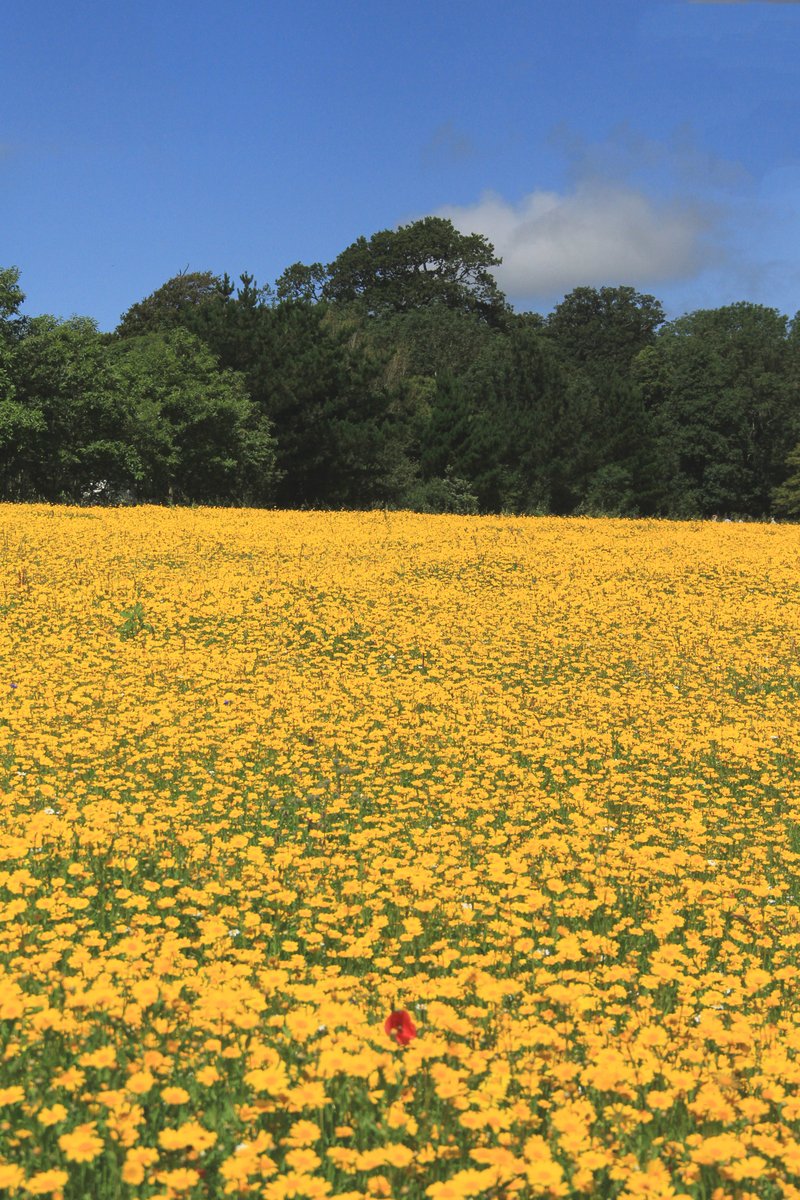 HeliganGardens's tweet photo. Dive into a wildflower sea of yellow.

“How wonderful yellow is, it stands for the sun” - Vincent van Gogh https://t.co/WF1ZcQsy1L