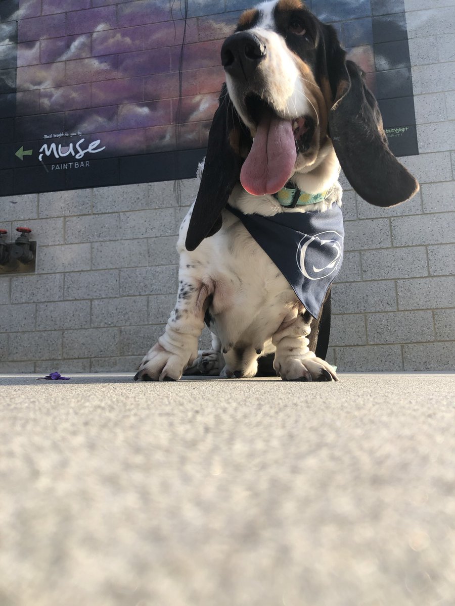 MinneRowley's tweet photo. @OnwardState, Maya the best Penn State basset hound, born and raised in State College, needs your help! Please retweet this to get all the Penn Staters out there voting for her to be the new Golden Leaf beer dog!https://t.co/0ZPHoTHkS1 https://t.co/YKyX30zOsO