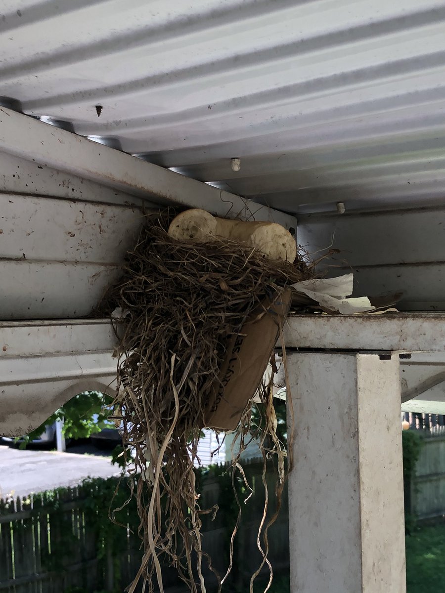 ArielSMond's tweet photo. These birds put half a bagel in their nest

Am I in NJ or...

@NJGov https://t.co/9810UnhxnJ