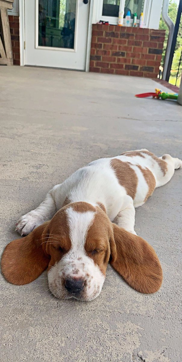 durrencejessica's tweet photo. Everyone needs a basset hound in their life 🥺🤍 meet Phoebe https://t.co/2DMMEO61yM