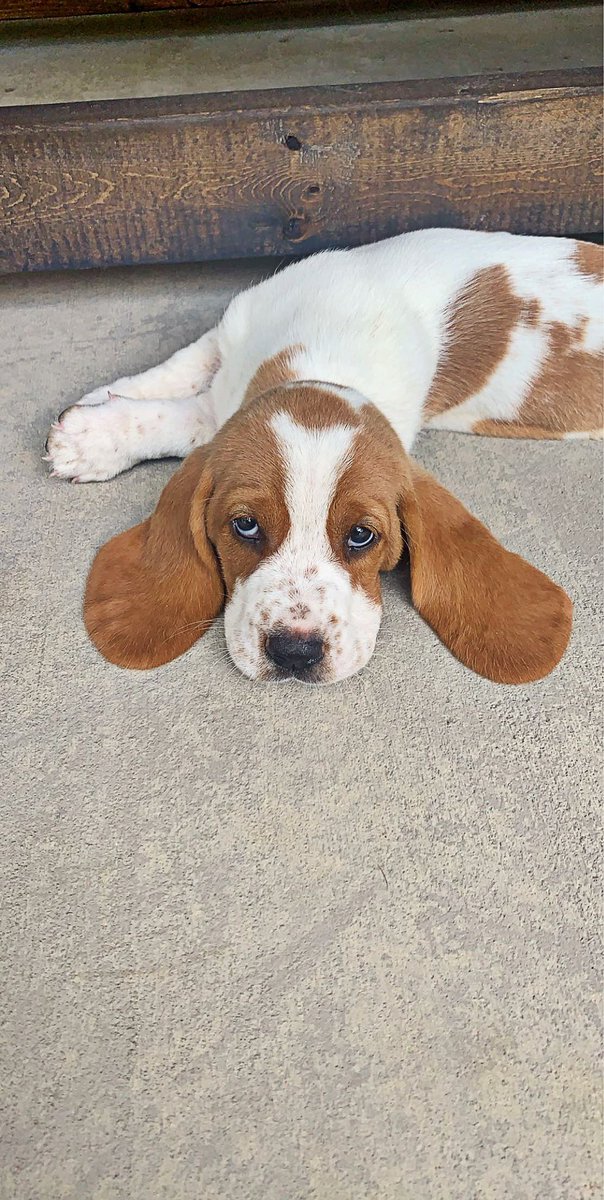durrencejessica's tweet photo. Everyone needs a basset hound in their life 🥺🤍 meet Phoebe https://t.co/2DMMEO61yM