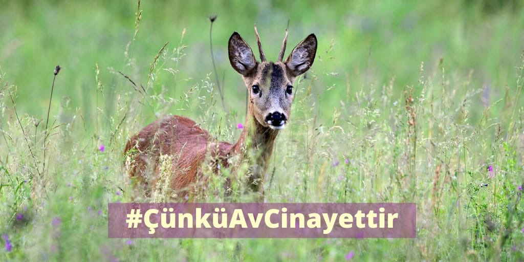 Yaşamdan yana ol! #ÇünküAvCinayettir
