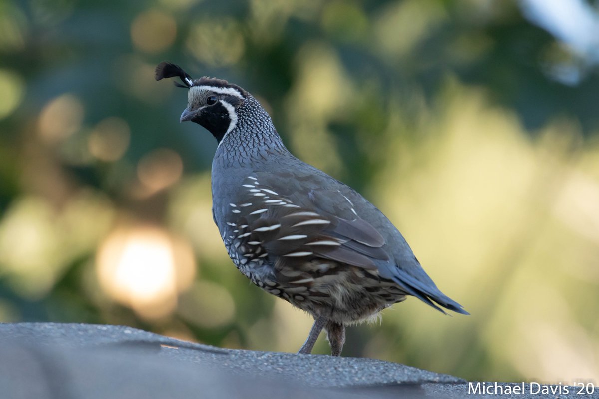 Birds of the Backyard from the last 24 hours ~ a thread~ Starting with the Quail family stopping by last night and being spooked by the neighbors cat. Here's Dad making sure all the kiddos got to safety.