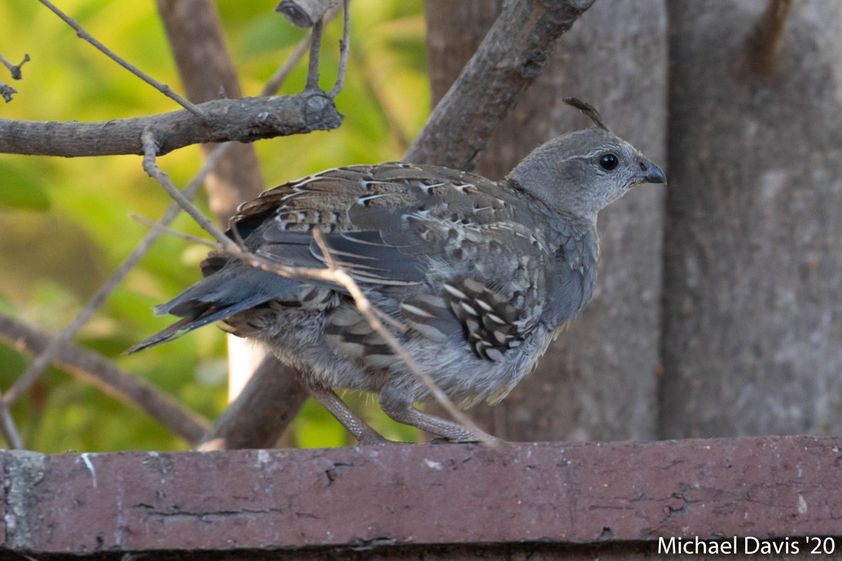 Birds of the Backyard from the last 24 hours ~ a thread~ Starting with the Quail family stopping by last night and being spooked by the neighbors cat. Here's Dad making sure all the kiddos got to safety.