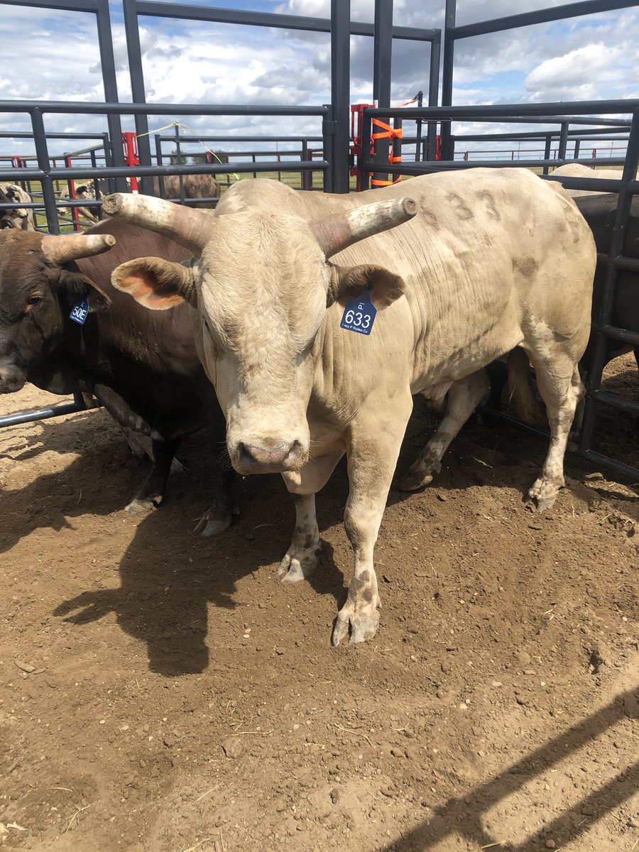 cartersemi31's tweet photo. Great day to get back into rodeo    #lazyprodeo #famouslastwords #letsbuck https://t.co/Q0ElgNoMy2