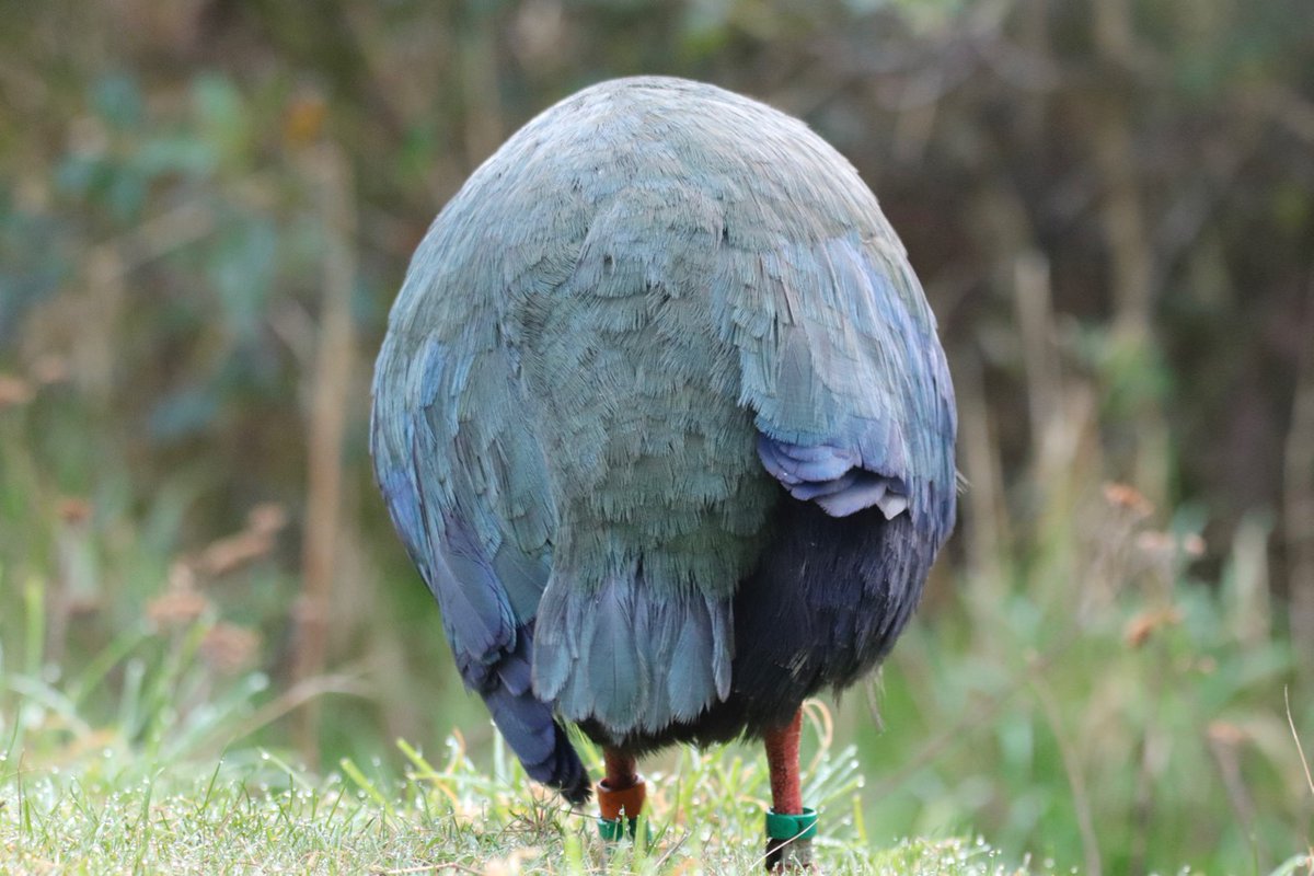 robjames42's tweet photo. Takahē Orbell at @Zealandia. Too hard to resist the #roundbirb photo opportunity.
#takahē #zealandia #visit_zealandia #zealandiaecosanctuary #nzbirds https://t.co/RS3lhw3J0v