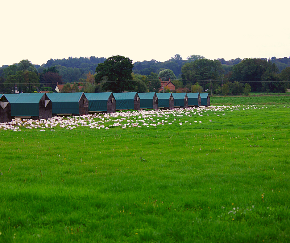 TNP is looking for land to rent for its free range farming. Do you have a few acres that could be making you money or know someone that does? Let us know now.