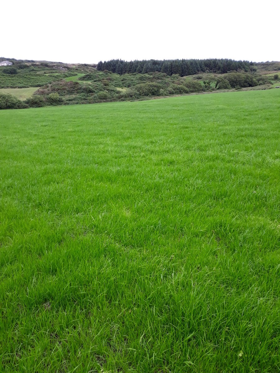 2pintpaddy's tweet photo. The Abergain grass was put down on 11th June... sprayed the paddock with Pastor Trio last Saturday, worked very well. It will get its first grazing 2mow. Very happy with it so far 😊 #Abergain #Reseeding2020 https://t.co/EsUqCU5XM2