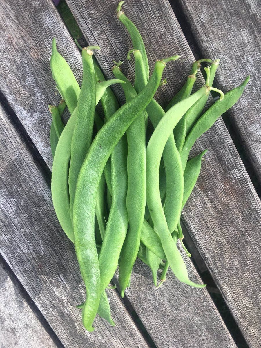 First proper crop, dinner for three. Such joy, picking these.