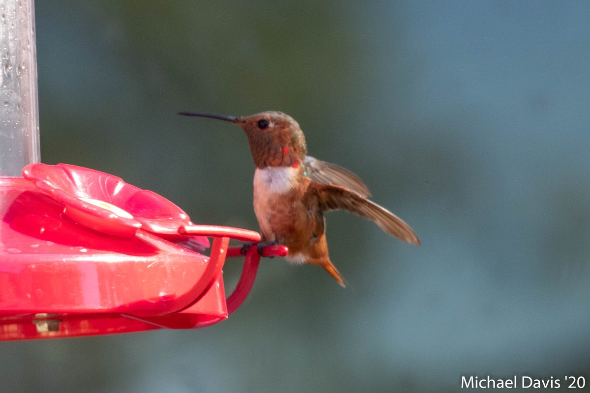 ~ Male Allen's Hummingbird getting a evening fill up at the feeders 3/-