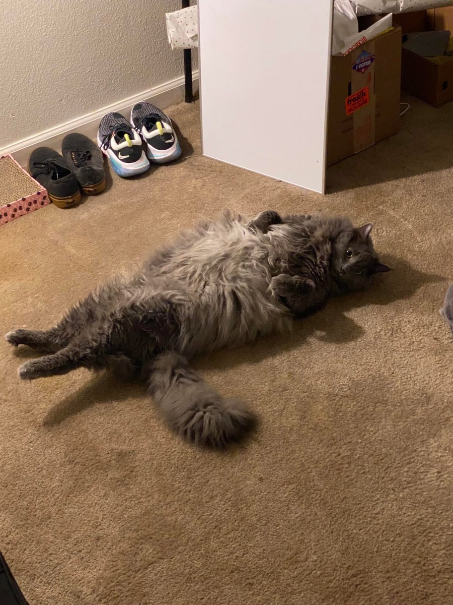 MeowMoeDotCom's tweet photo. ItIt's my #Boy ๐ฅบ
#Cats #Cat #Kittens #Kitten #Kitty #Pets #Pet #Meow #Moe #CuteCats #CuteCat #CuteKittens #CuteKitten #MeowMoe #ItIts
https://t.co/onkWuDDBJk https://t.co/EytSWulQsm