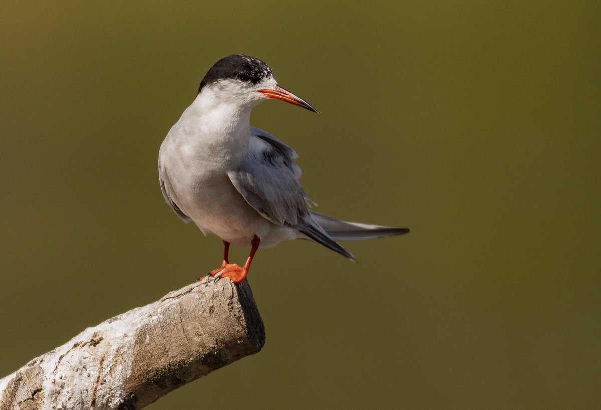 Micky_50's tweet image. Common Tern