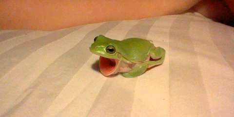 fuck it frog thread !!