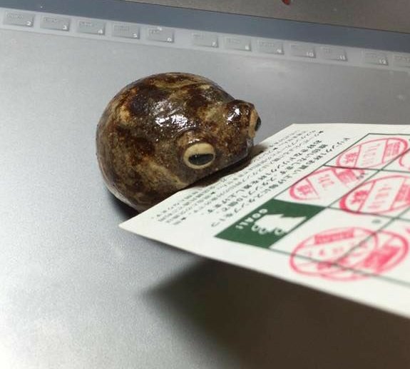 fuck it frog thread !!