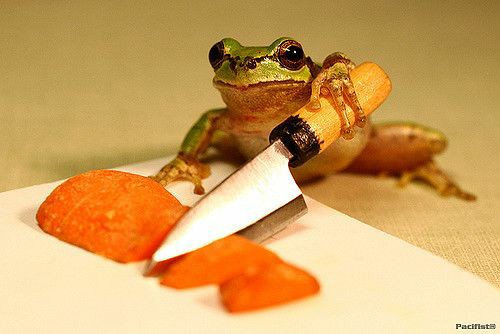 fuck it frog thread !!