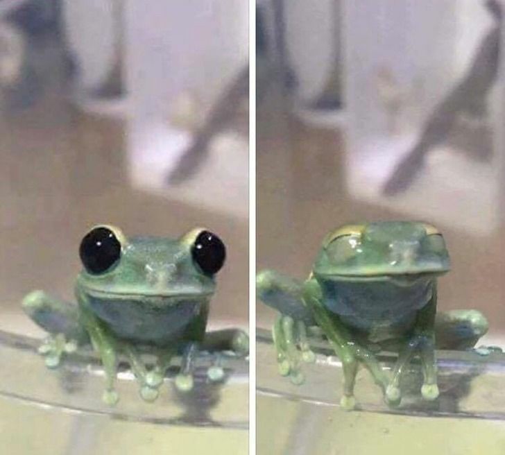 fuck it frog thread !!