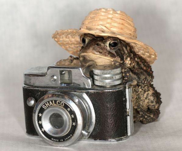 fuck it frog thread !!