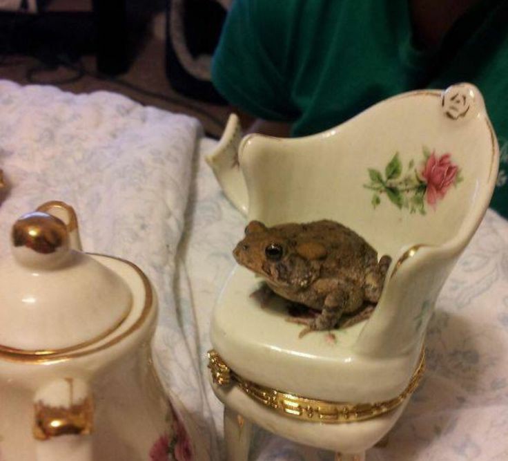 fuck it frog thread !!