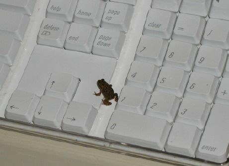 fuck it frog thread !!