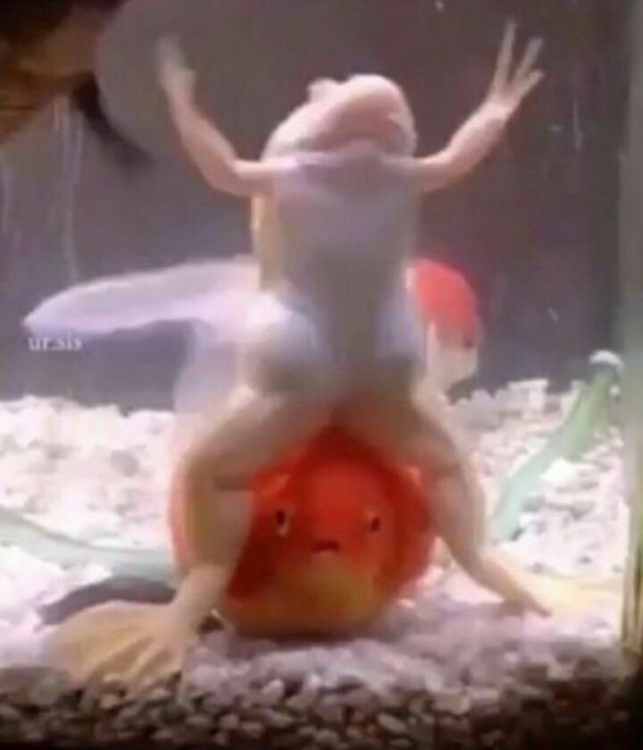 fuck it frog thread !!