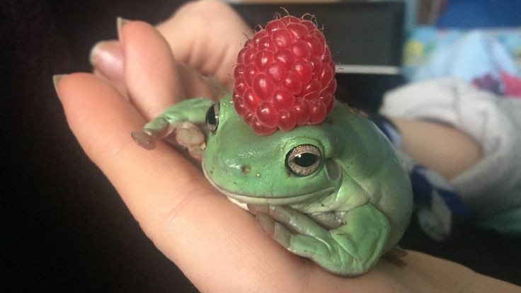 fuck it frog thread !!