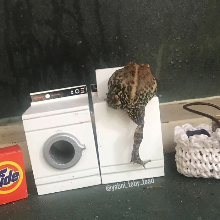 fuck it frog thread !!