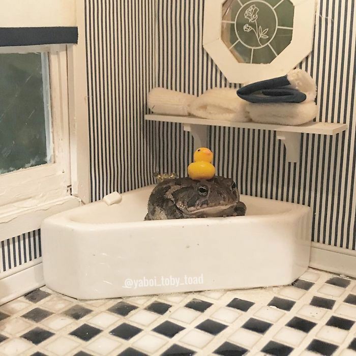 fuck it frog thread !!