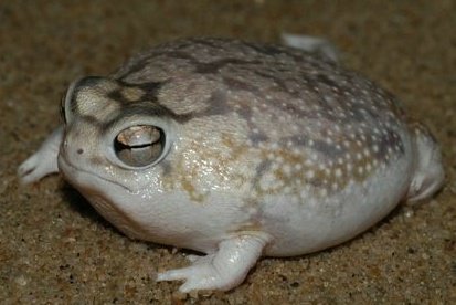 fuck it frog thread !!