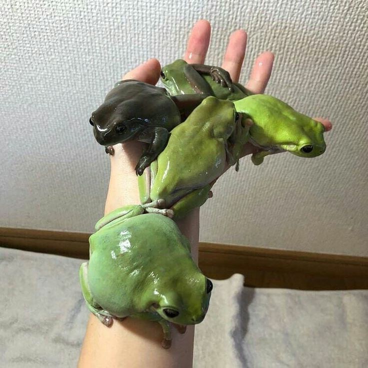 fuck it frog thread !!