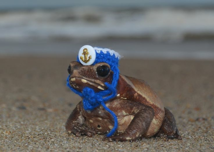 fuck it frog thread !!