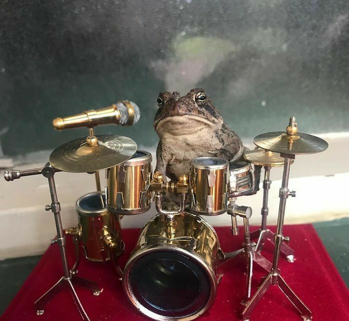 fuck it frog thread !!