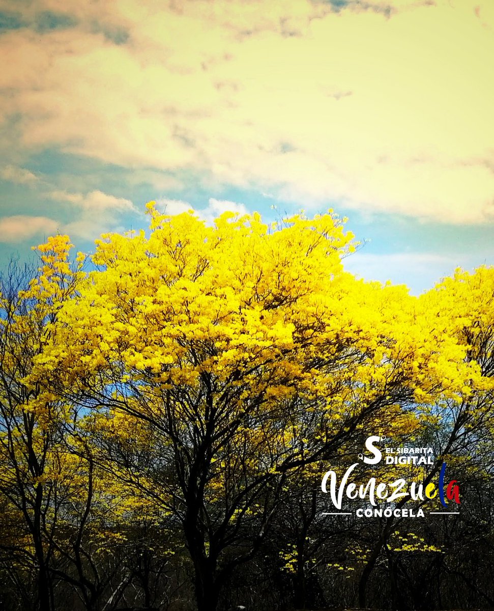 Elsibaritadig's tweet photo. Cuando sales de viaje y la naturaleza te alegra el camino...Anzoategui Venezuela conocela..#FelizSabado #ProteccionIntegral #COVIDー19 #Turismo #turismovirtual #venezuelalibre https://t.co/Kh5n4TPSFB