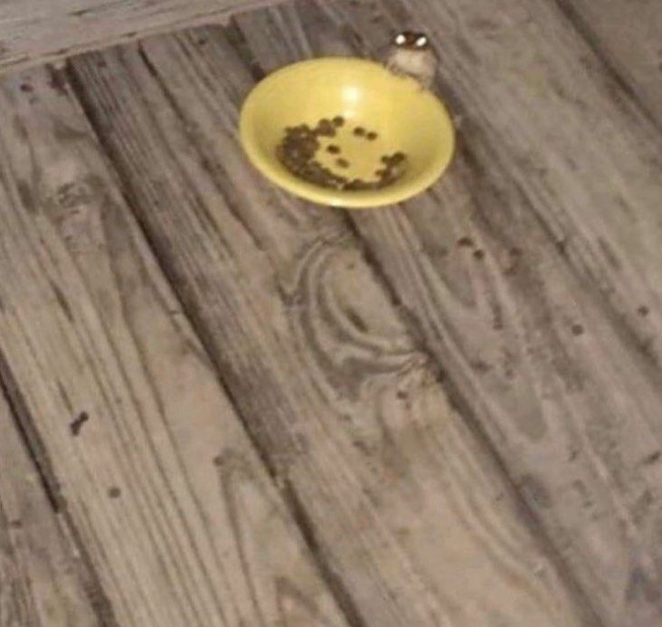 fuck it frog thread !!