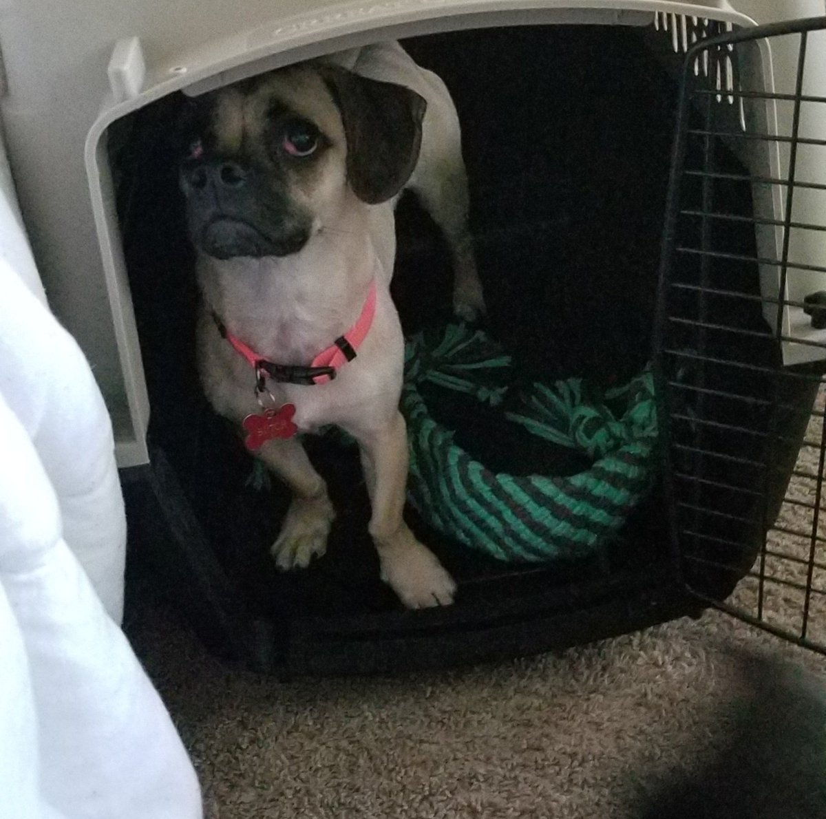 UsagiAndroid's tweet photo. Big boy got a big new home! He is very happy #babybutch https://t.co/4yh9TUfgjX