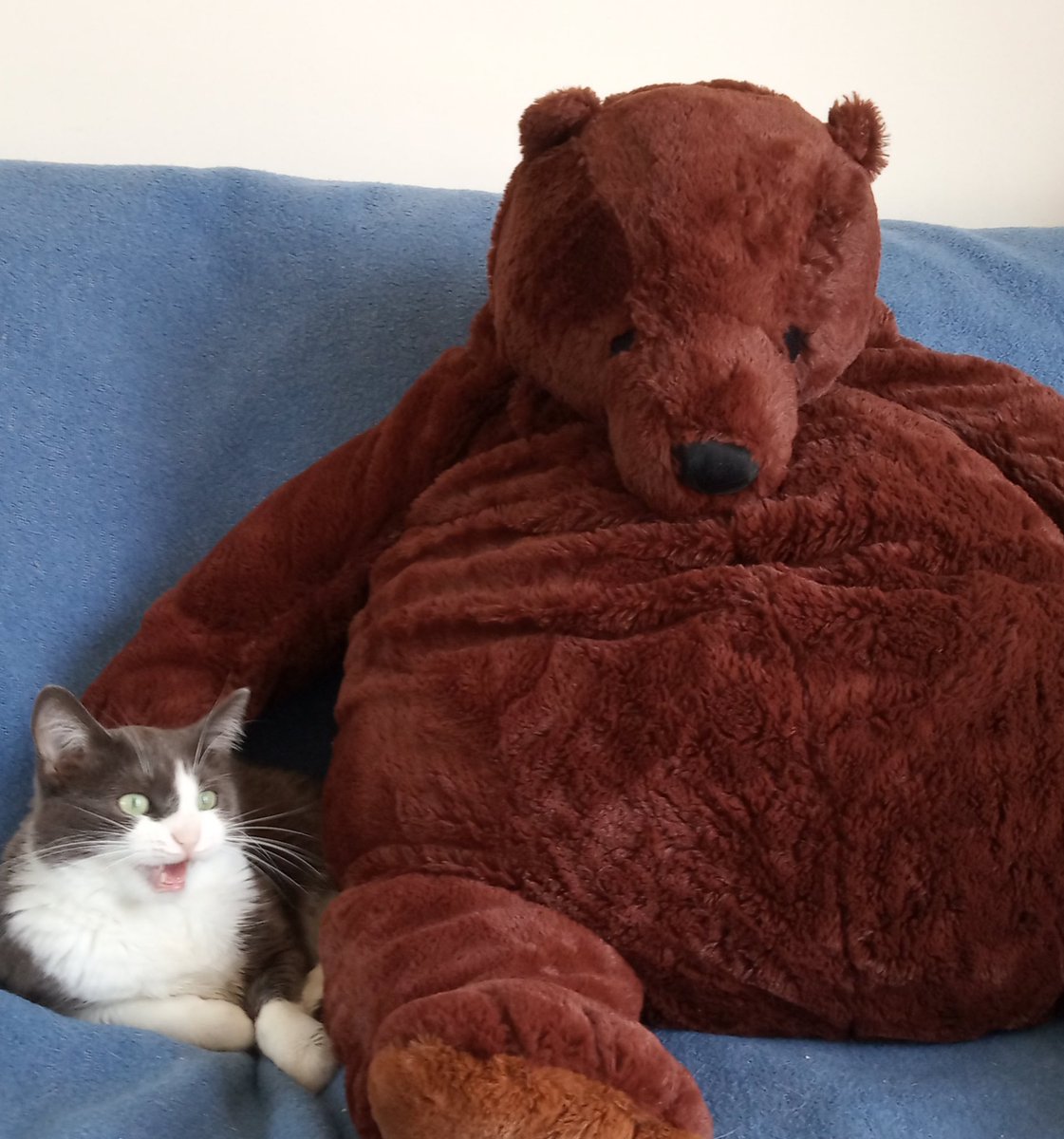 ikea bear djungelskog