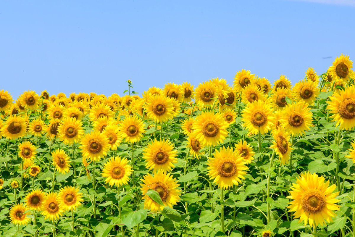 I北陸 イベント 観光地情報 河北潟干拓地 ひまわり村 開村7月29日 水 ライトアップ7月31日 金 8月2日 日 19 30 21 00 津幡町 河北潟ひまわり村 以前の様子はこちらから T Co O1hodokugh T Co Xtlp9sygla Twitter