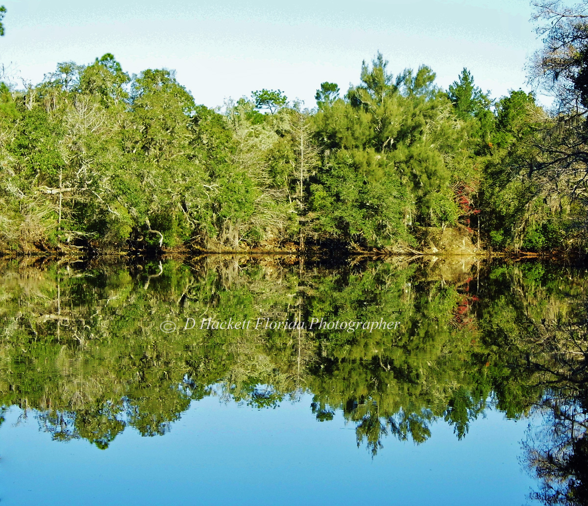 dhackett4150's tweet photo. Amazing #reflections while on the #withlacoochee river Florida D Hackett https://t.co/x7TecXJjFc https://t.co/NoZPumVNQp