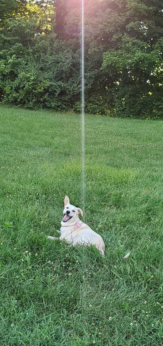 SolarEmberrr's tweet image. Sun pupper