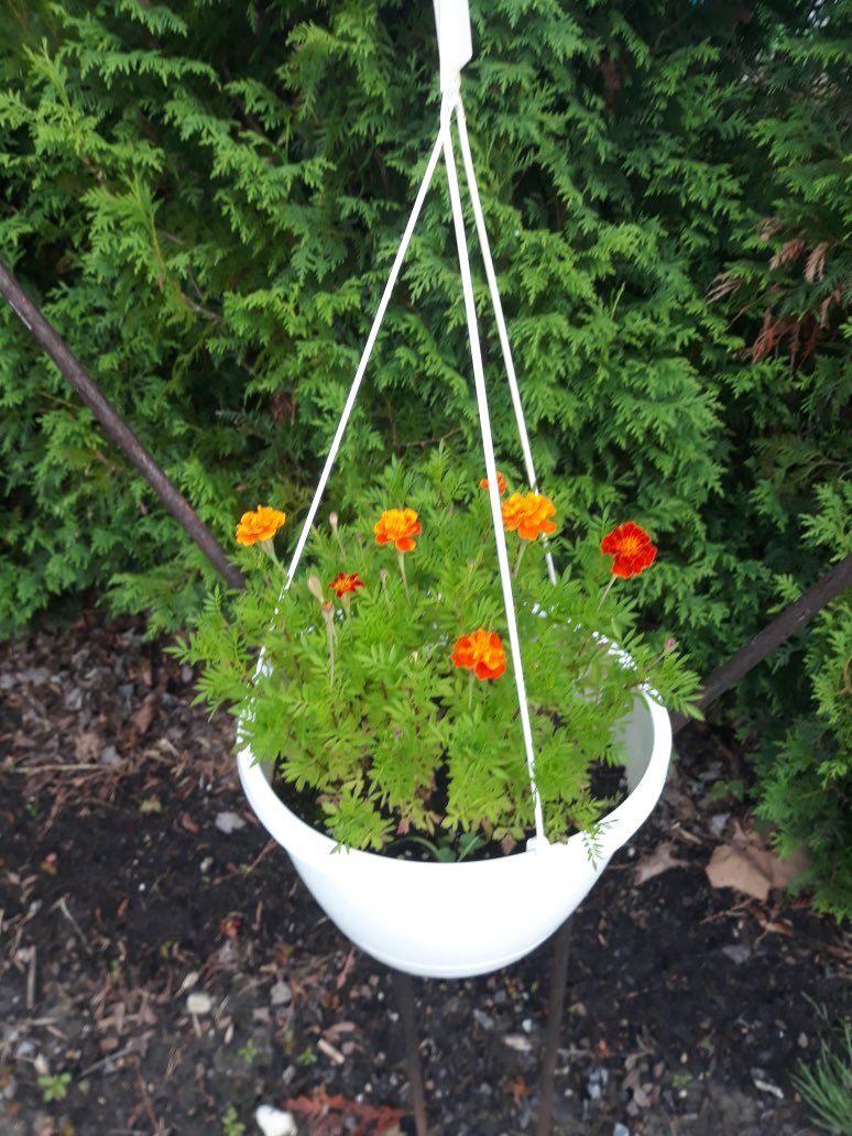 emicha17's tweet photo. Look what finally bloomed second graders!  This is our plant that we started with seeds on our online learning in March. #hayeslearningfromhome https://t.co/xKvAWHGnkI