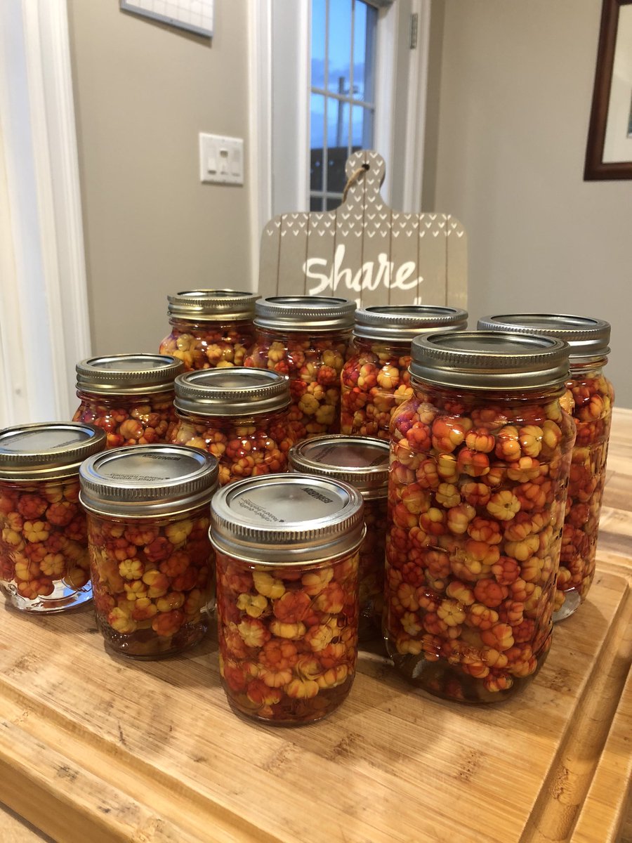 TSharpeSmith's tweet photo. When your mom and mother-in-law love bakeapples you pick them for them even if you almost loose your boots in the bog, get eaten by stouts, get sunburnt and have a sore back from cleaning them. I sure hope they enjoy them ๐ #onlyformom #labouroflove @prsmith3x0 https://t.co/teRJLDkJz3
