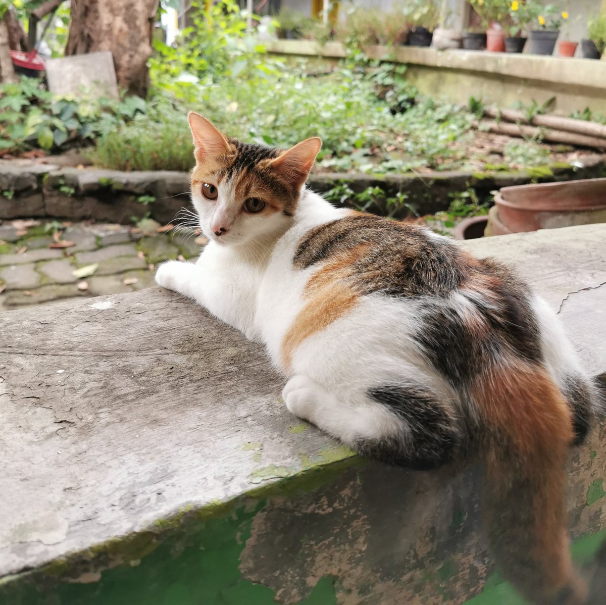 simacan_chill's tweet photo. Nambahin ah, Calico/tiga warna/kembang telon juga kebagi-bagi lagii nama patternya wkwk

Ada yang tau atau bisa tebak nama patternya Chill?? Ntar iboo contohin dibawah macem2nya ya, nyari fotonya dulu🤣 https://t.co/Ya9TbbwjZR