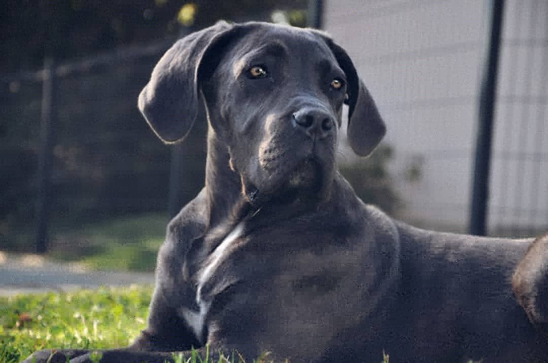 Bouteflikov's tweet photo. Les chiens ont la capacité de lire l'heure en sentant l'odeur de la journée. Ils peuvent sentir différents moments de la journée et la durée de l'absence du propriétaire en déterminant le temps de dissipation de son odeur (propriétaire) depuis qu'il est parti. https://t.co/cfuJqlh6z6