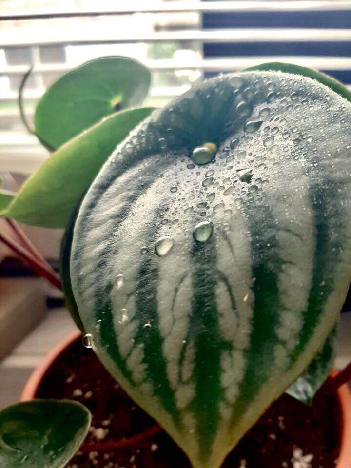 Lau_walker_'s tweet photo. Some plants #plants #photo https://t.co/qXvRlKZFDy