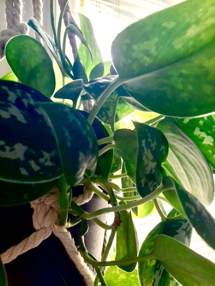 Lau_walker_'s tweet photo. Some plants #plants #photo https://t.co/qXvRlKZFDy