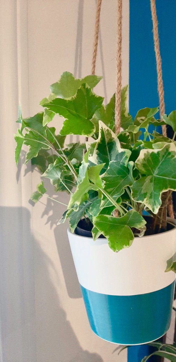 Lau_walker_'s tweet photo. Some plants #plants #photo https://t.co/qXvRlKZFDy