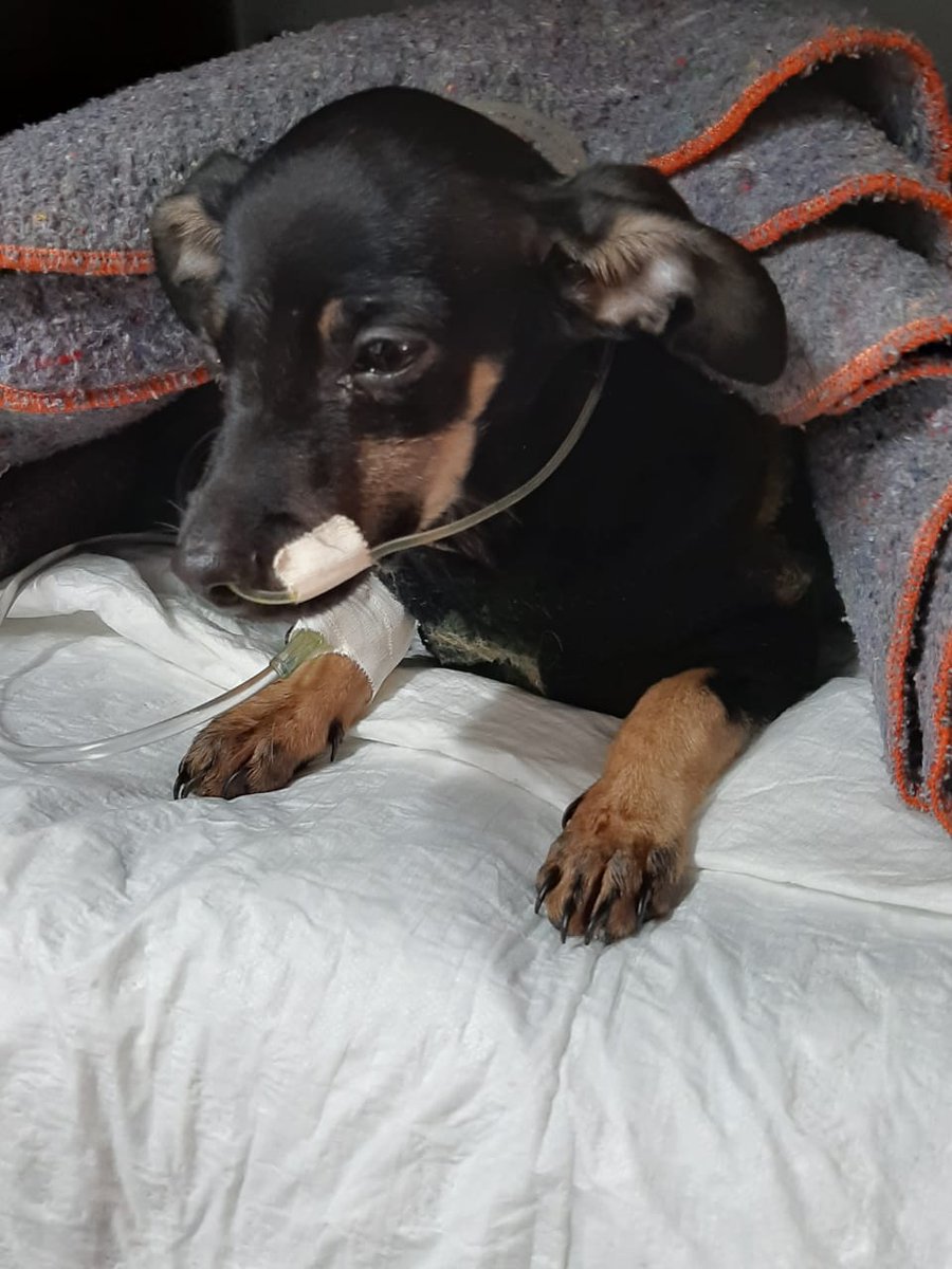 hillwknd's tweet photo. POR FAVOR, AJUDEM MEU CACHORRINHO

vakinha do billie; a thread https://t.co/uEa2Nwljj4