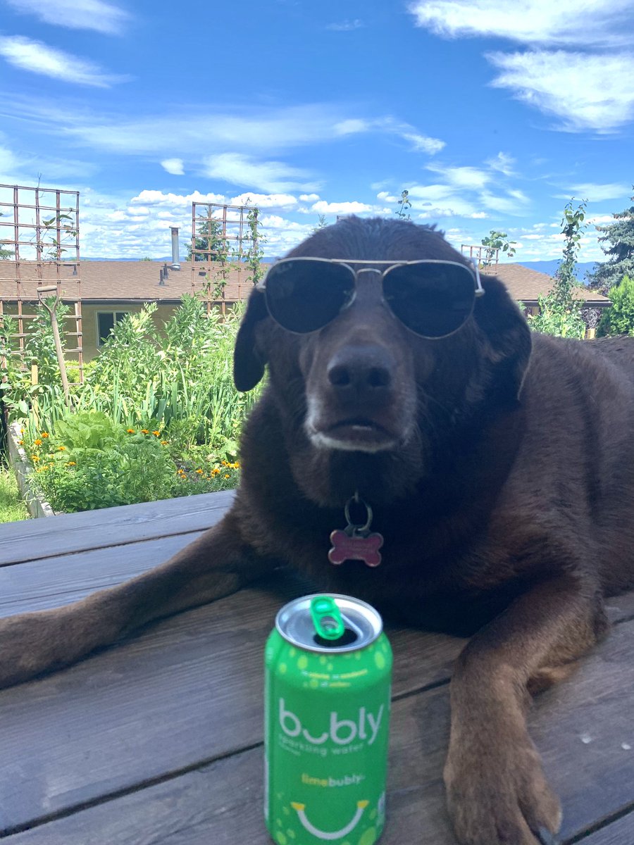 JennVBentley's tweet photo. Quick question. Do I make these sunglasses look cool? #RescueDogs https://t.co/ObgFgRxsIW